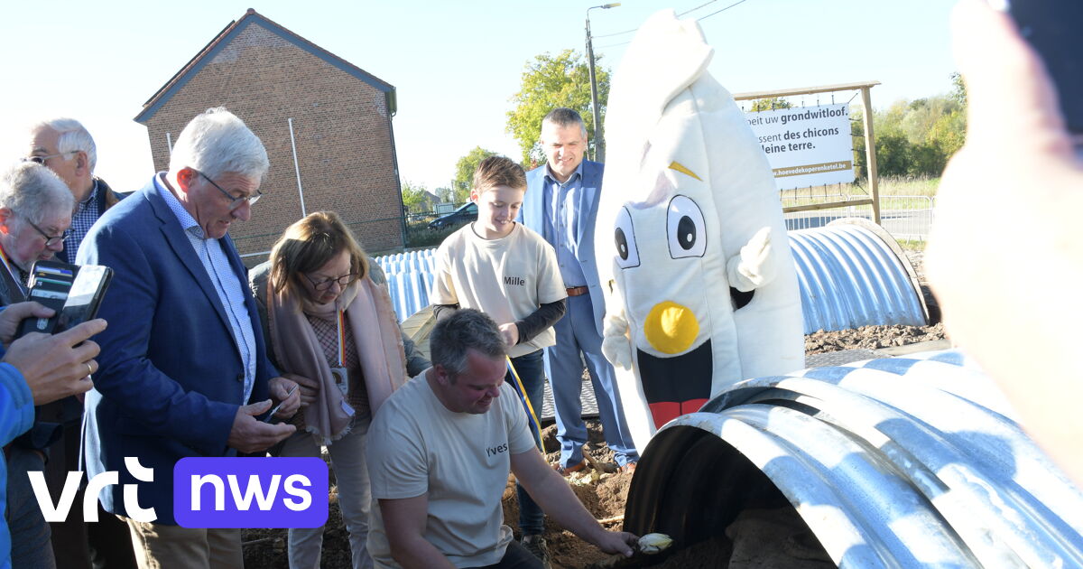 Grondwitloofseizoen Officieel Geopend We Zijn Vertrokken Voor Een