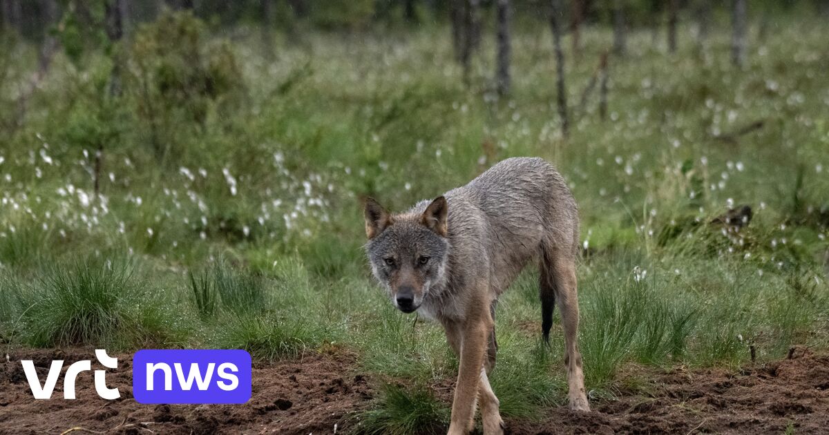 Ophef In Nederland Na Confrontatie Tussen Wolf En Boer Wie Viel Wie