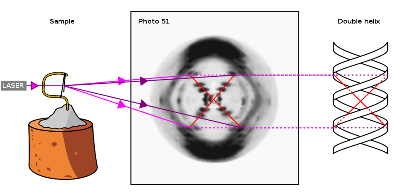 De opstelling voor "Foto 51". Een DNA-streng werd uitgerekt over een paperclip en vastgemaakt op een stuk kurk.Röntgenstralen werden dan door de gekristalliseerde streng gestuurd en hun verstrooide stralen werden opgevangen op lichtgevoelig papier. De opstelling voor "Foto 51". Een DNA-streng werd uitgerekt over een paperclip en vastgemaakt op een stuk kurk.Röntgenstralen werden dan door de gekristalliseerde streng gestuurd en hun verstrooide stralen werden opgevangen op lichtgevoelig papier.
