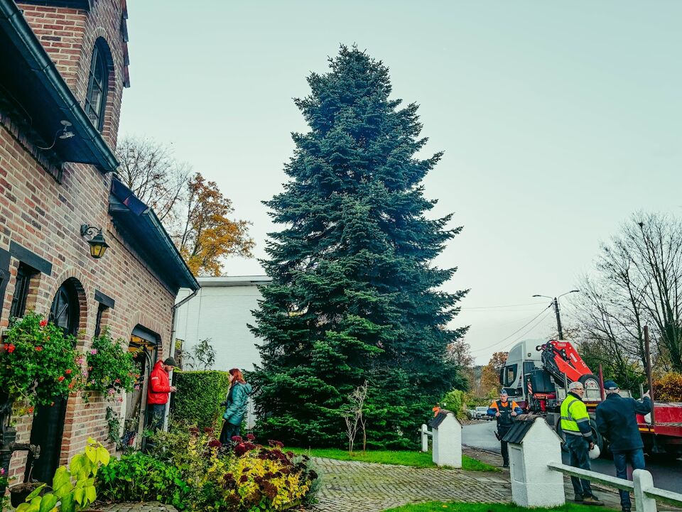 Le sapin de Noël qui trônera sur la Grand Place de Bruxelles a été