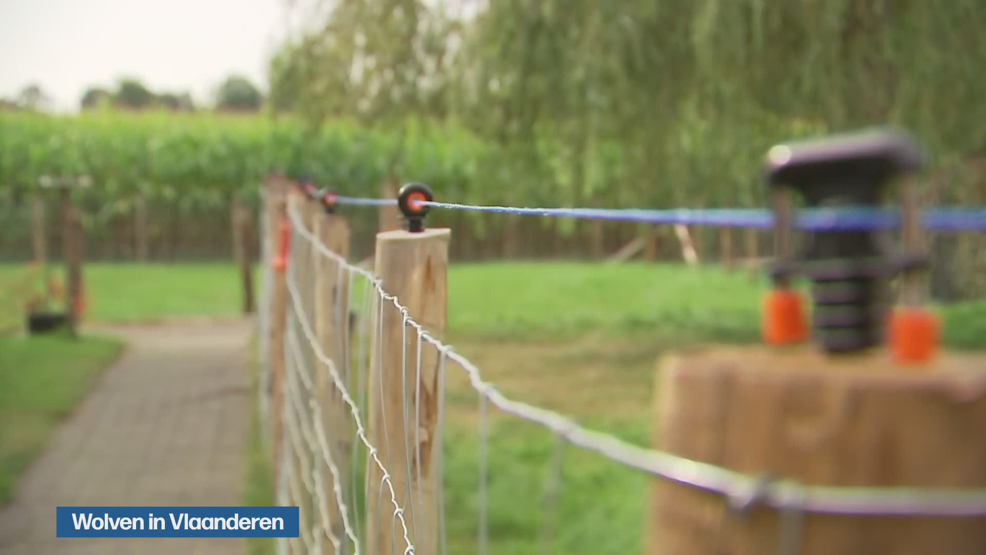 Wolf doodt 2 pony's in Oudsbergen "Druppel die de emmer doet overlopen