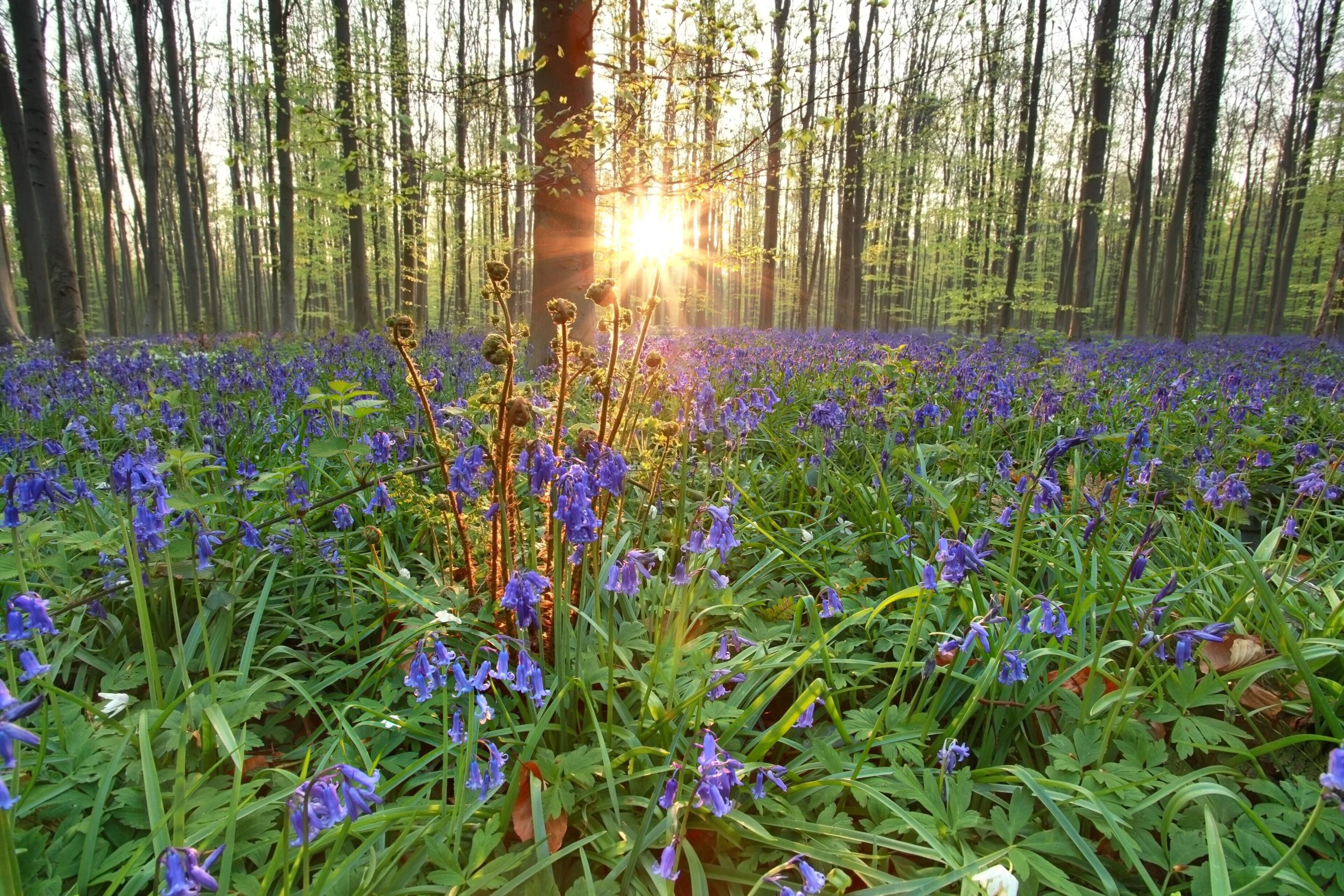 Daar Is De Lente (opnieuw): Dinsdag Tot 21 Graden Warm En Zonnig Weer ...