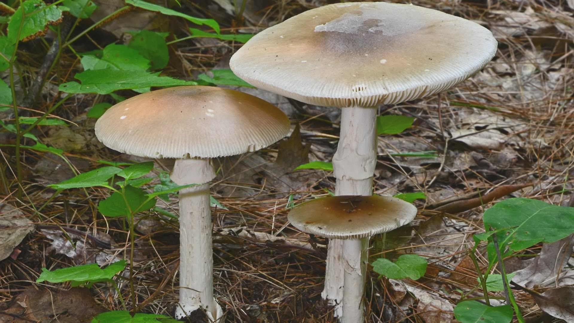 C’est la période des champignons… Mais gare aux Calices de la mort ! VRT NWS le site d