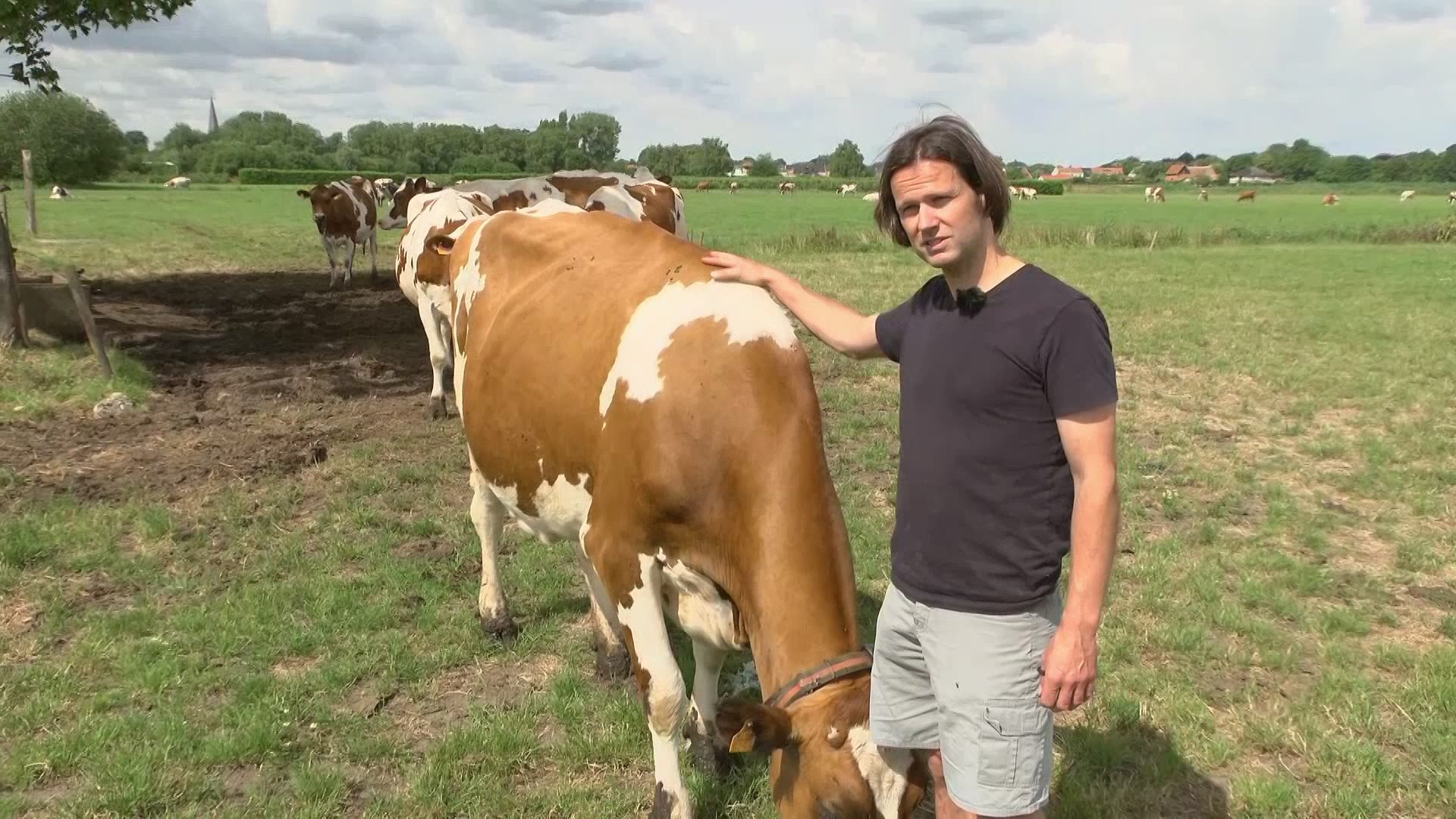 Koeien, kippen en varkens doen het met een kwart antibiotica minder