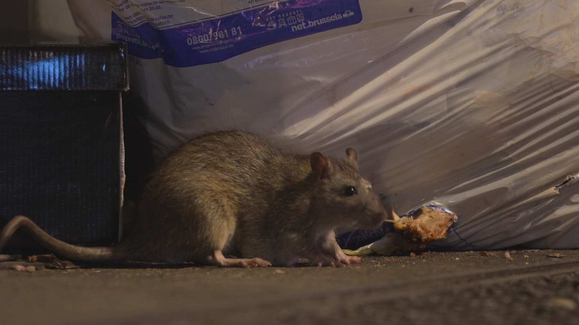 Ratten In Riool Jouw vraag over Brussel: Kan onze hoofdstad zonder ratten? | VRT NWS ...
