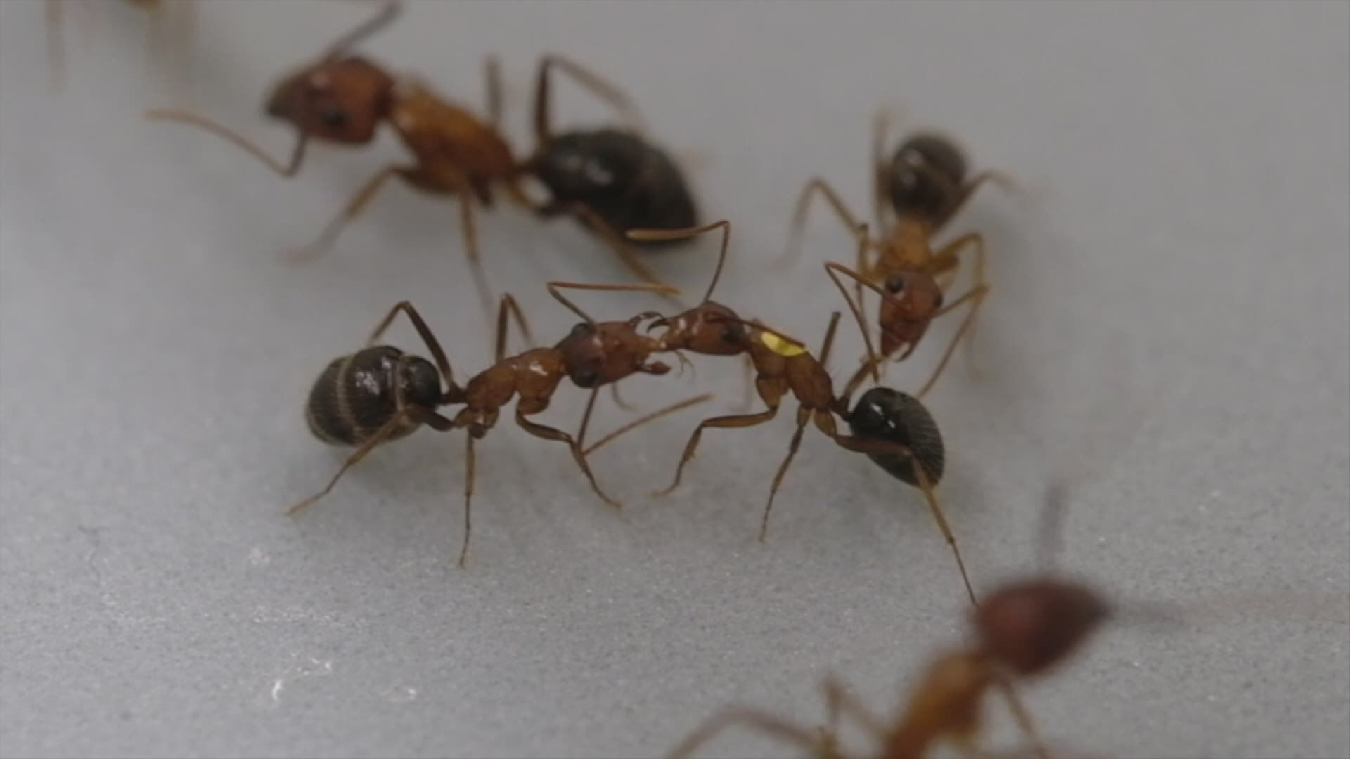 Mieren redden elkaar door wonden te verzorgen of poot te amputeren ...