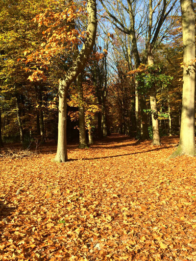 Het bos is prachtig. Ook hier is het rustig, beste standhouders.