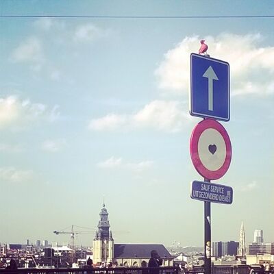 Flamingo in Brussel