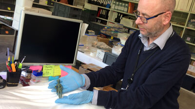 Conservator Kurt Braeckman met de Venus
