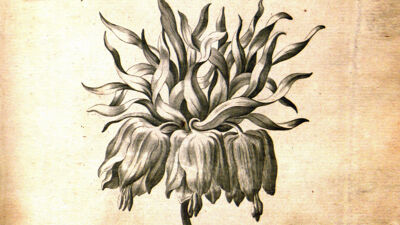 Crown Imperial (Fritillaria imperialis - Keizerskroon)