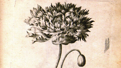 Poppy (Papaver Orientale - Oosterse klaproos)
