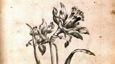 Daffodil (Narcissus - Narcis)