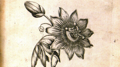 Passion Flower (Passiflora - Passiebloem)