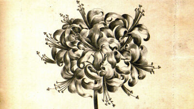 Guernsey Lilly (Nerine Sarniensis - Guernsey Lelie)