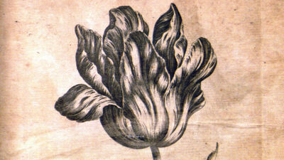 Tulip (Tulipa- Tulp)