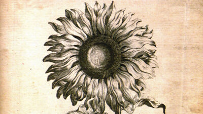 Sun Flower ( Helianthus - Zonnebloem)