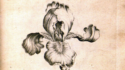 Iris (Iris)