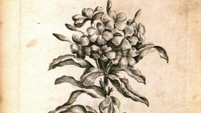 Lychnidoea (Lychnidea - Zandkruid)