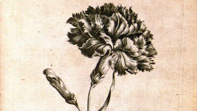Carnation (Dianthus - Anjer)