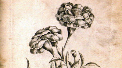 French Marygold (Tagetes Patula - Afrikaantje)