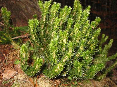 dennenwolfsklauw
