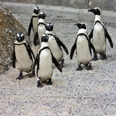 de Afrikaanse pinguïn
