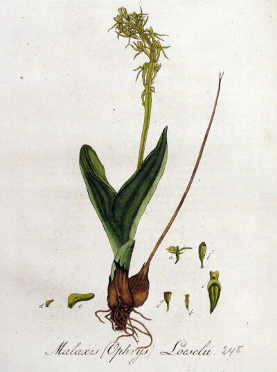 Liparis loeselii of groenknolorchis
