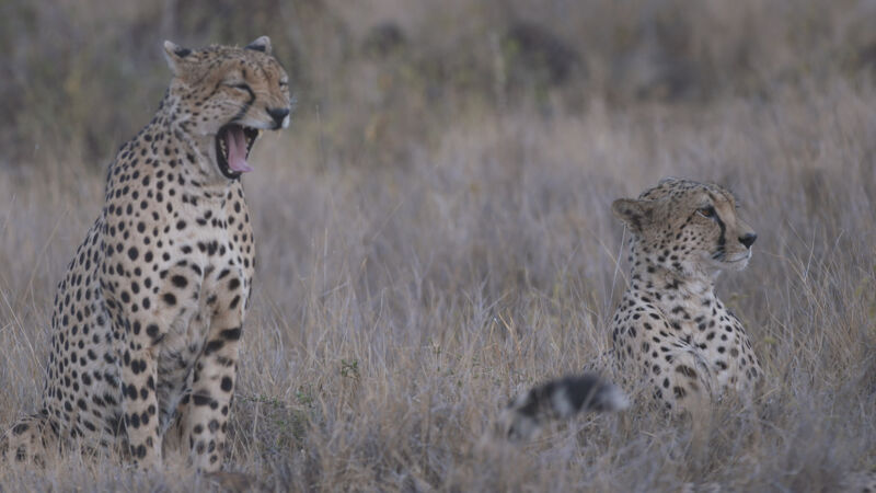 Cheetahs in Samburu National Park, door de lens van onze regisseur...