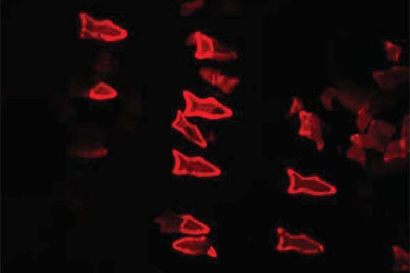 Fluorescentie is hier een indicatie van de opname van giftstoffen