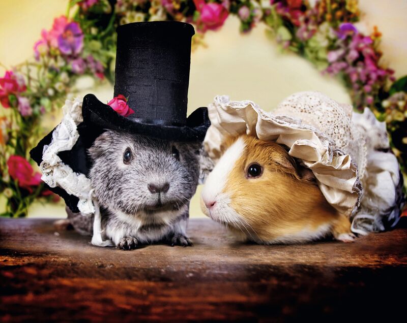 Na de Zombieversie, de caviaversie : meet Mr Darcy en Elizabeth Bennet, sterren van de nieuwe "Pride and Prejudice". Meer bij de Boekenlijstjes.