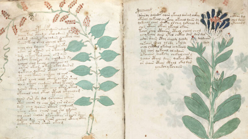 Voynich Manuscript: botanische tekeningen