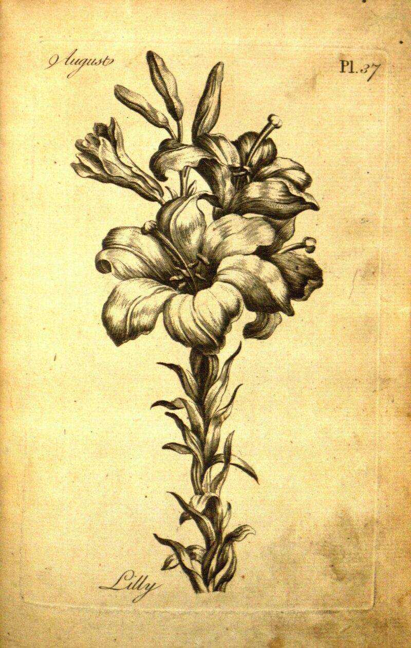 Lilly - download of print en kleur naar believen