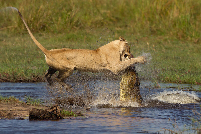 Nature's Best African Wildlife Photographer of the Year 2016, Winner Categorie, Reptiles of Africa