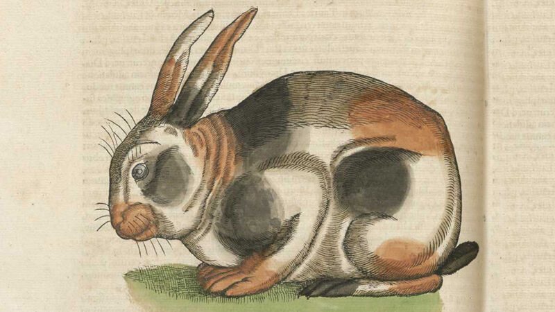 Ingekleurde prent van een konijn (ca. 1550)