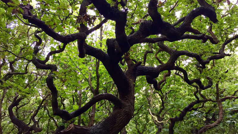 Grillige bomen in de duinbossen
