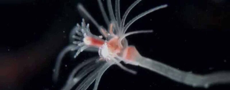 Hydrozoa of Hydroïdpoliepen, de favoriete neteldiertjes van keizer Hirohito