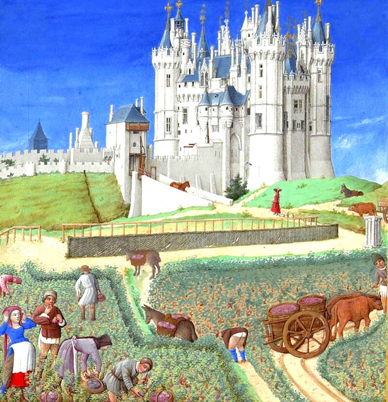 Wijnoogst in de middeleeuwen, 'Les très riches heures du duc de Berry'