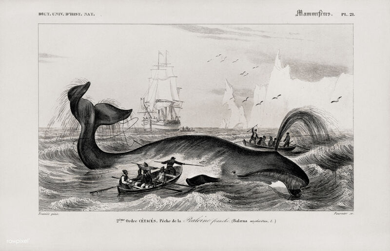 Groenlandse walvis