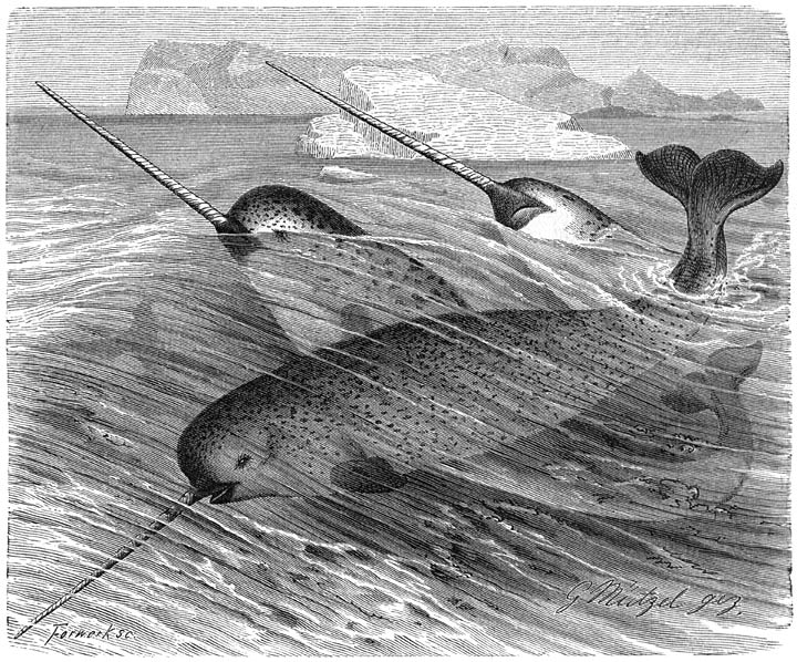 de narwal, eenhoorn van de zee