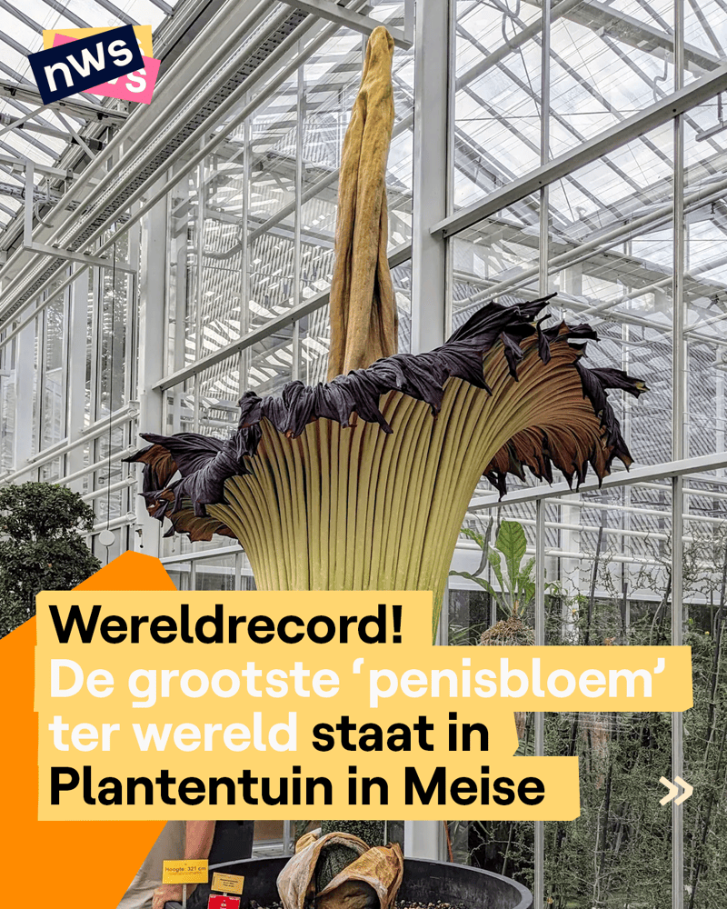 Wereldrecord! De grootste 'penisbloem' ter wereld staat in Plantentuin in  Meise | nws.nws.nws
