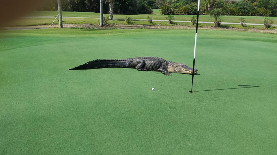 Jaiks! Een krokodil op de golfbaan | sporza