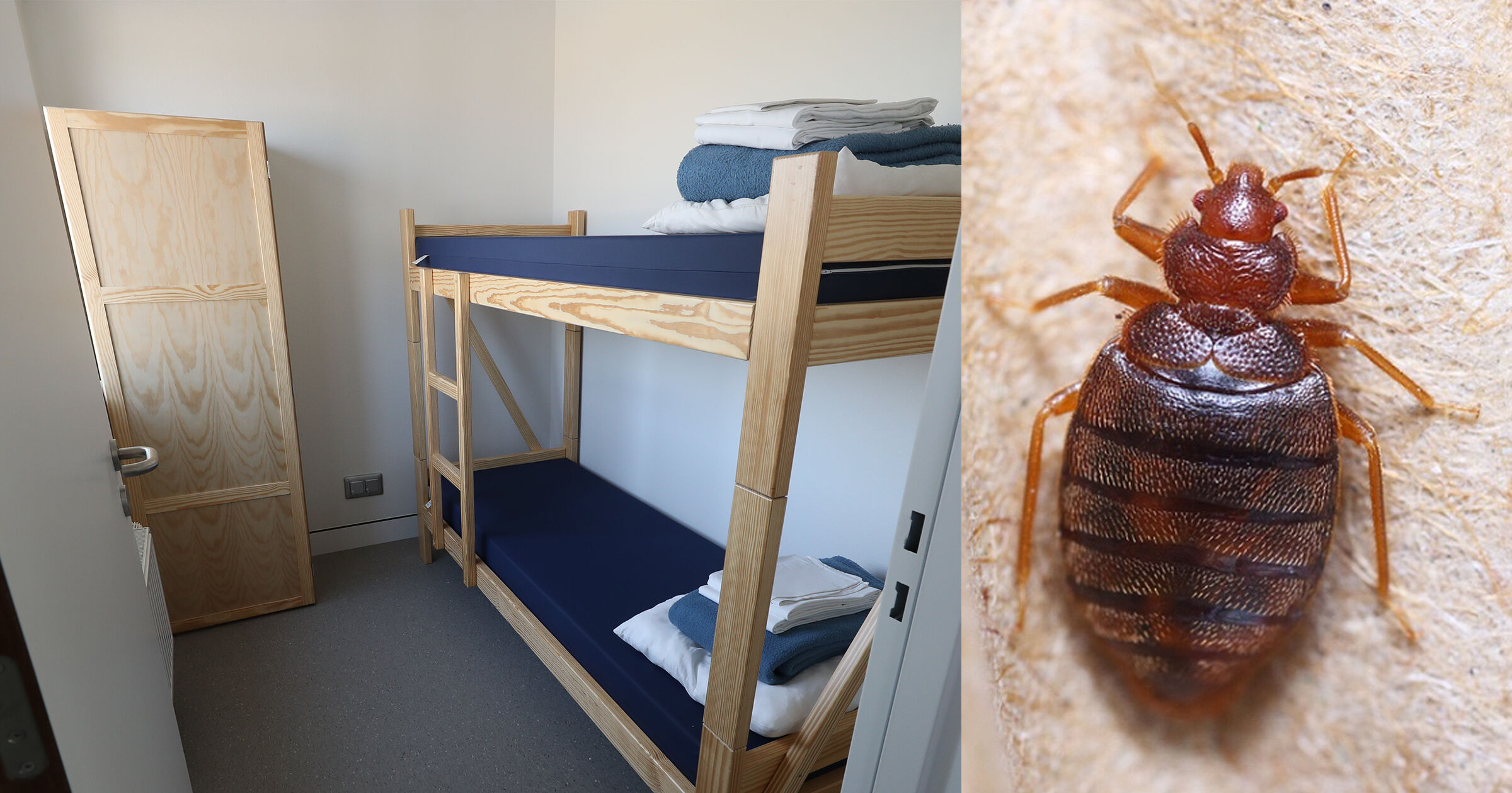 Bed bugs are one souvenir that you dont want to bring back with you from  your holiday | VRT NWS: news