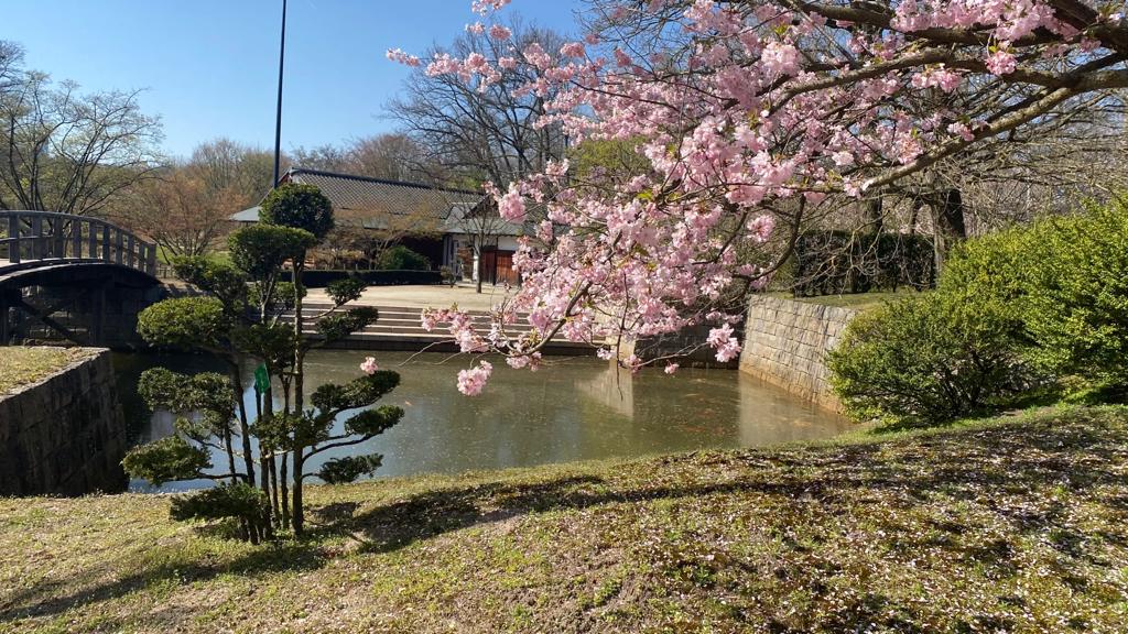 vertaling Premier Trojaanse paard Corona of niet, dit jaar vallen de roze kersenbloesems in Japanse Tuin wél  te bewonderen | VRT NWS: nieuws