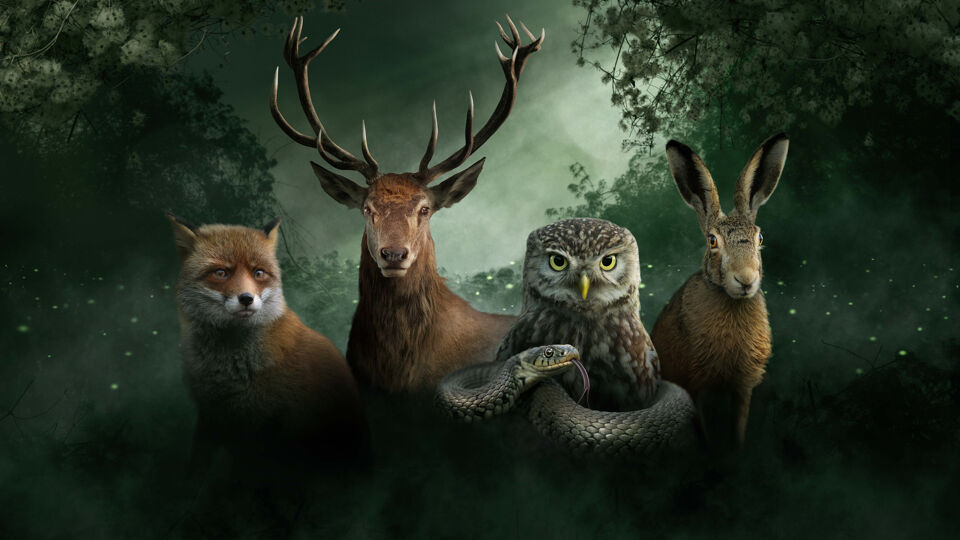 In een dichtbevolkt land als België vindt de natuur een manier om te