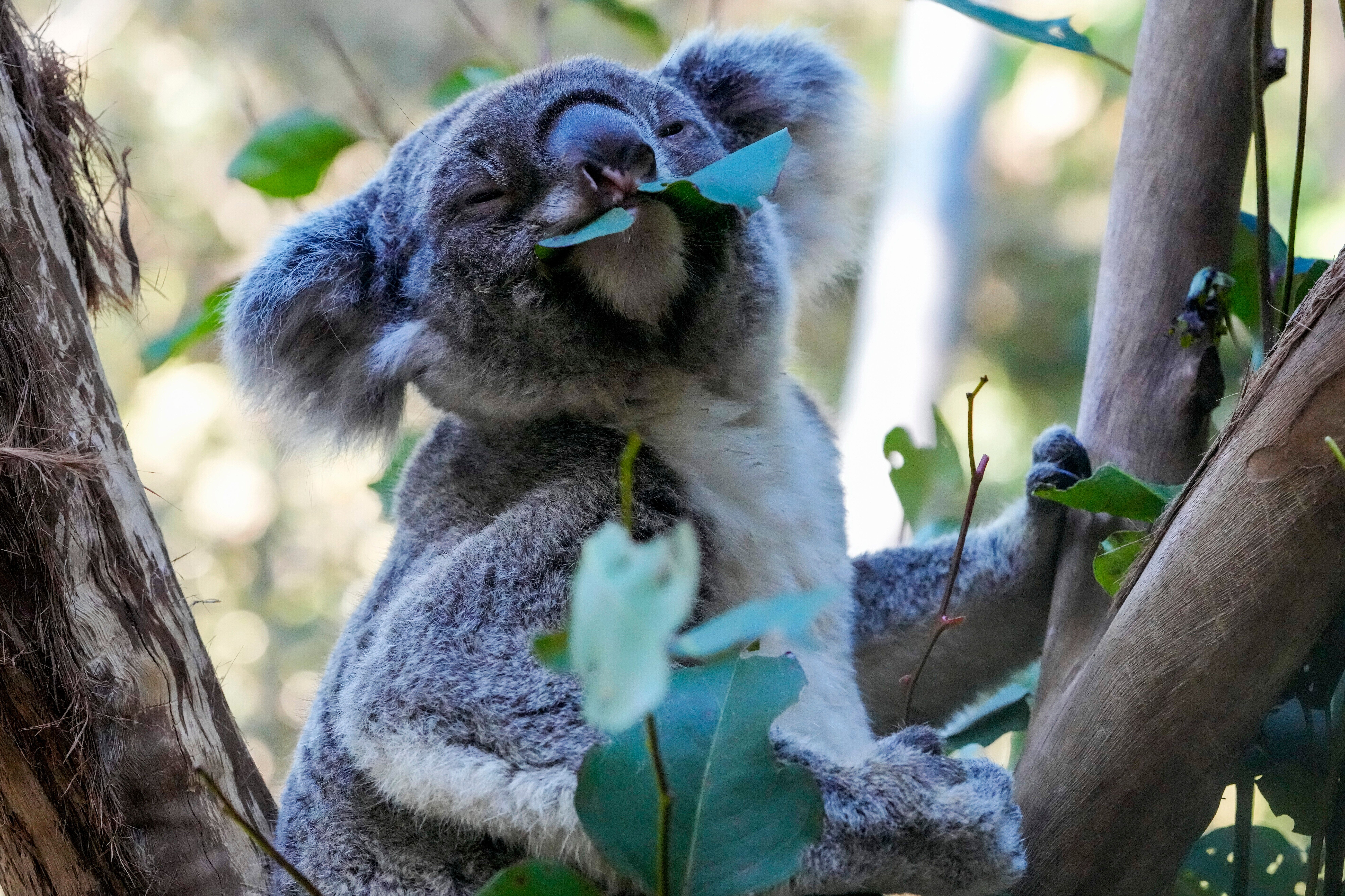 Koala