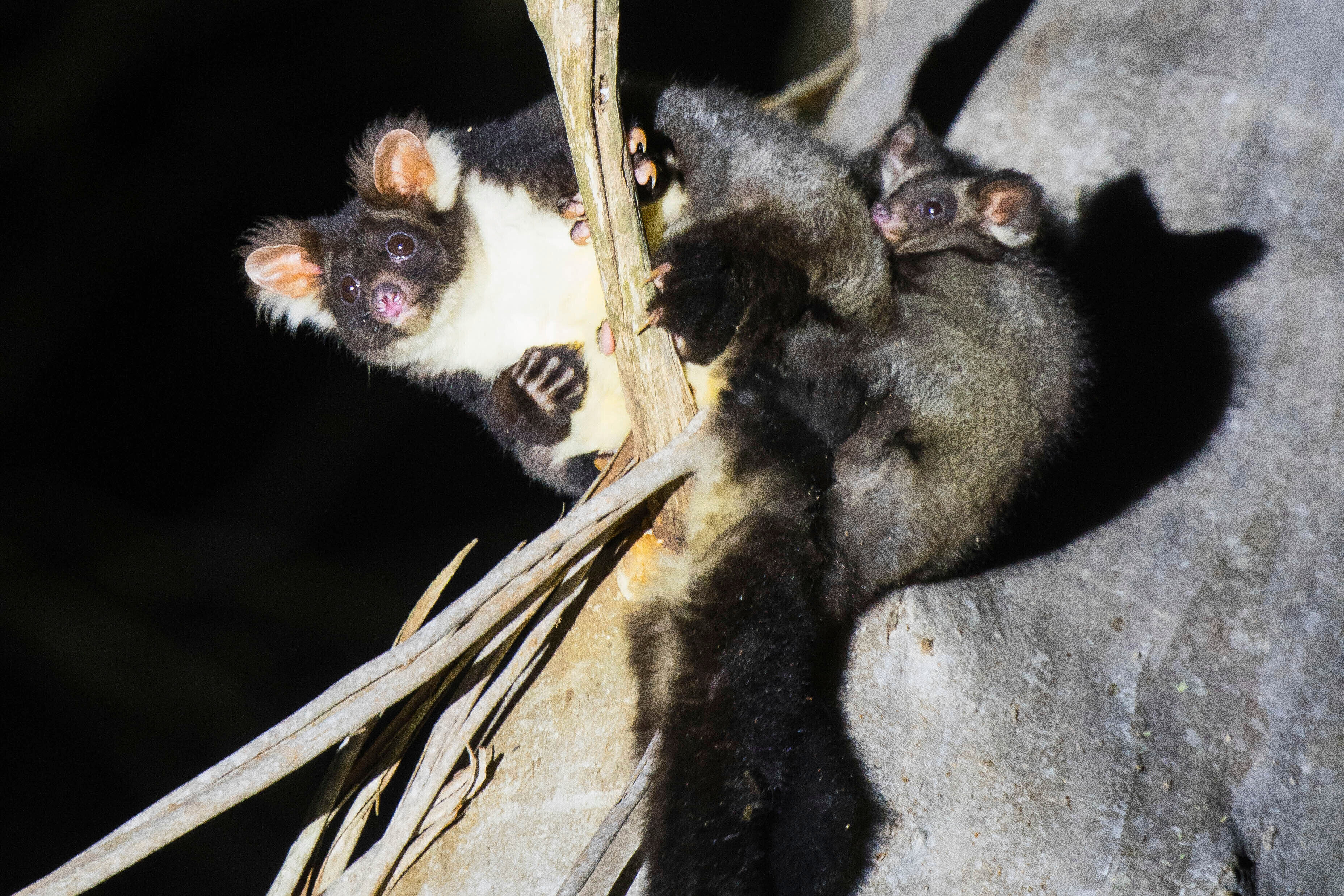 Groot houtkapverbod moet bedreigde koala's ademruimte geven | VRT
