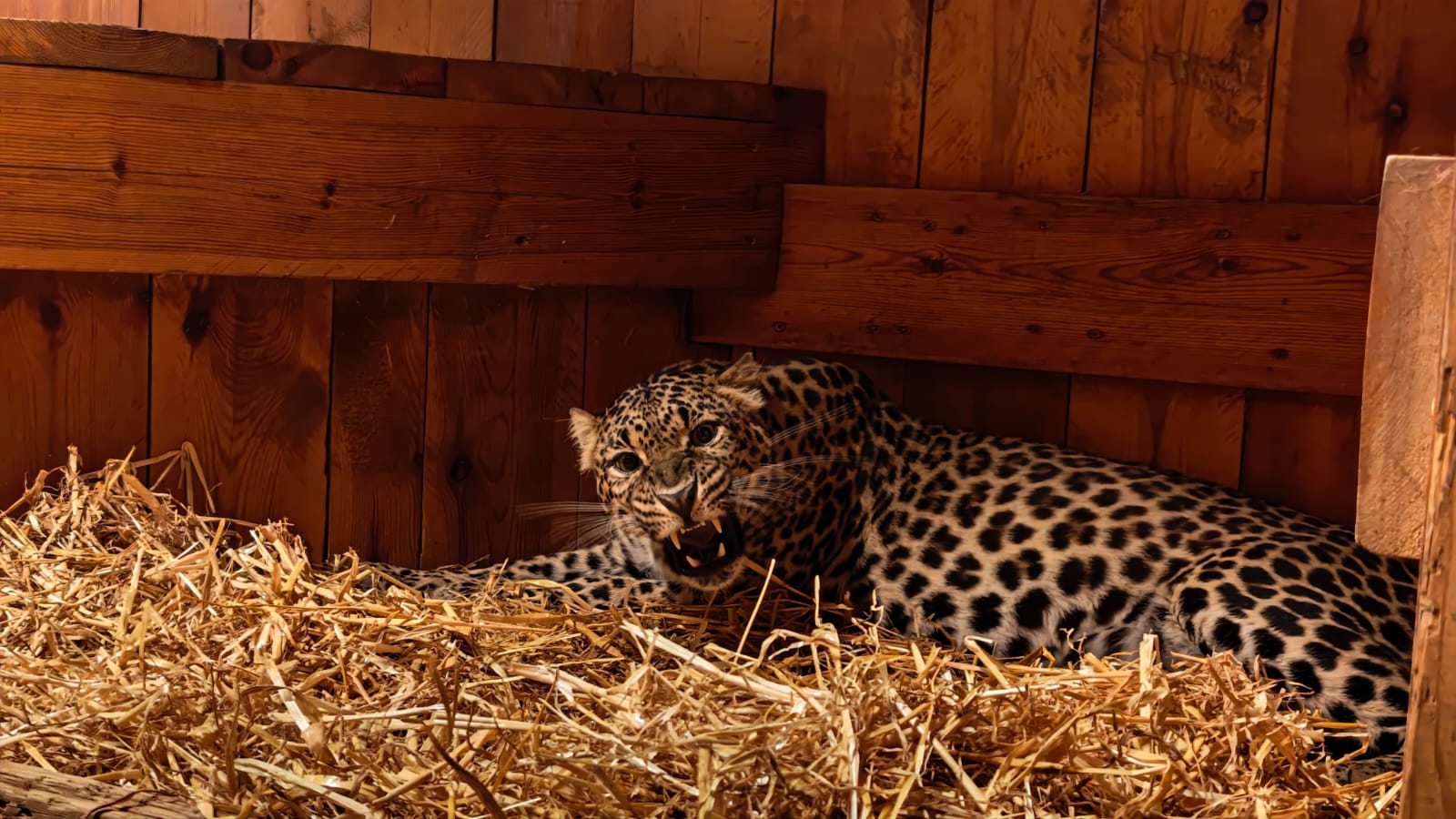 Leopard arrives in Limburg from abandoned French zoo | VRT NWS: news