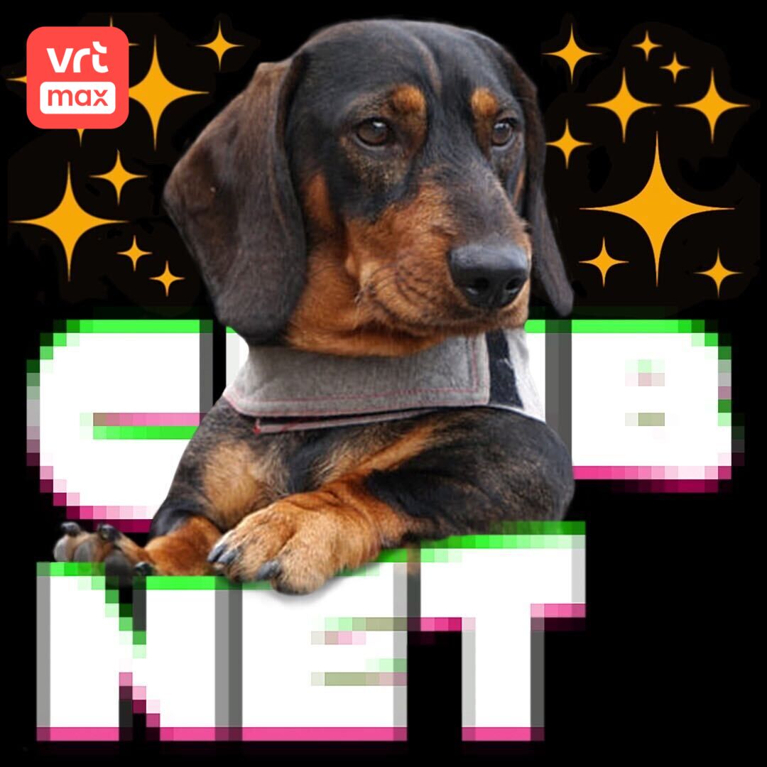 🐕 Dogfluencen voor dummies