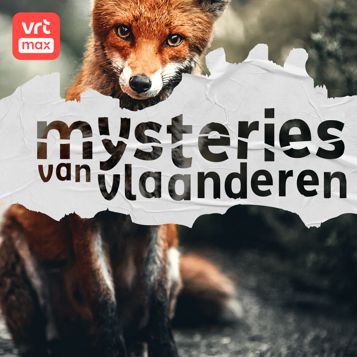 Houden kippen van muziek en vossen niet?