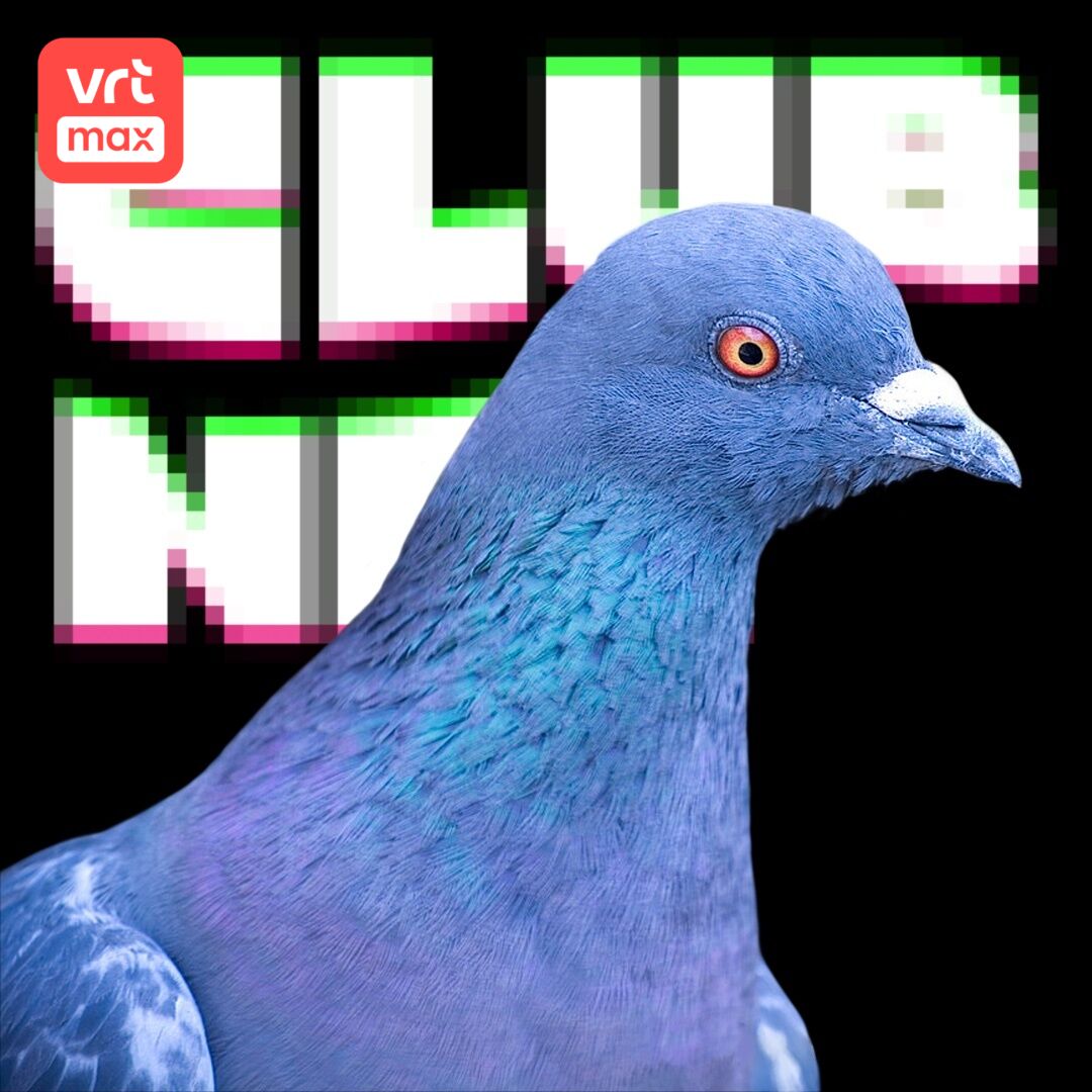 π¦ Waarom wordt TikTok nostalgisch van duiven? π¦ Waarom wordt TikTok nostalgisch van duiven?